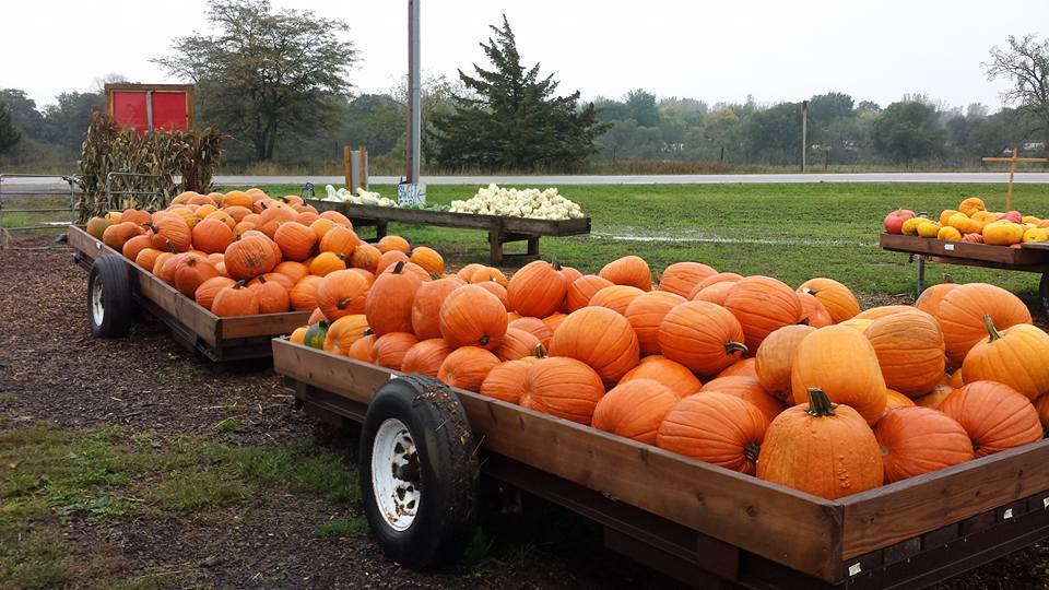 [Photos courtesy of Williamson's Our Paradise Pumpkin Patch]